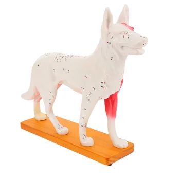 Модел за акупунктура на тялото на кучето Анатомическая модел кучета Медицинска образователна модел